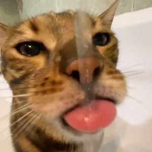 Meet your Posher, Fuddie